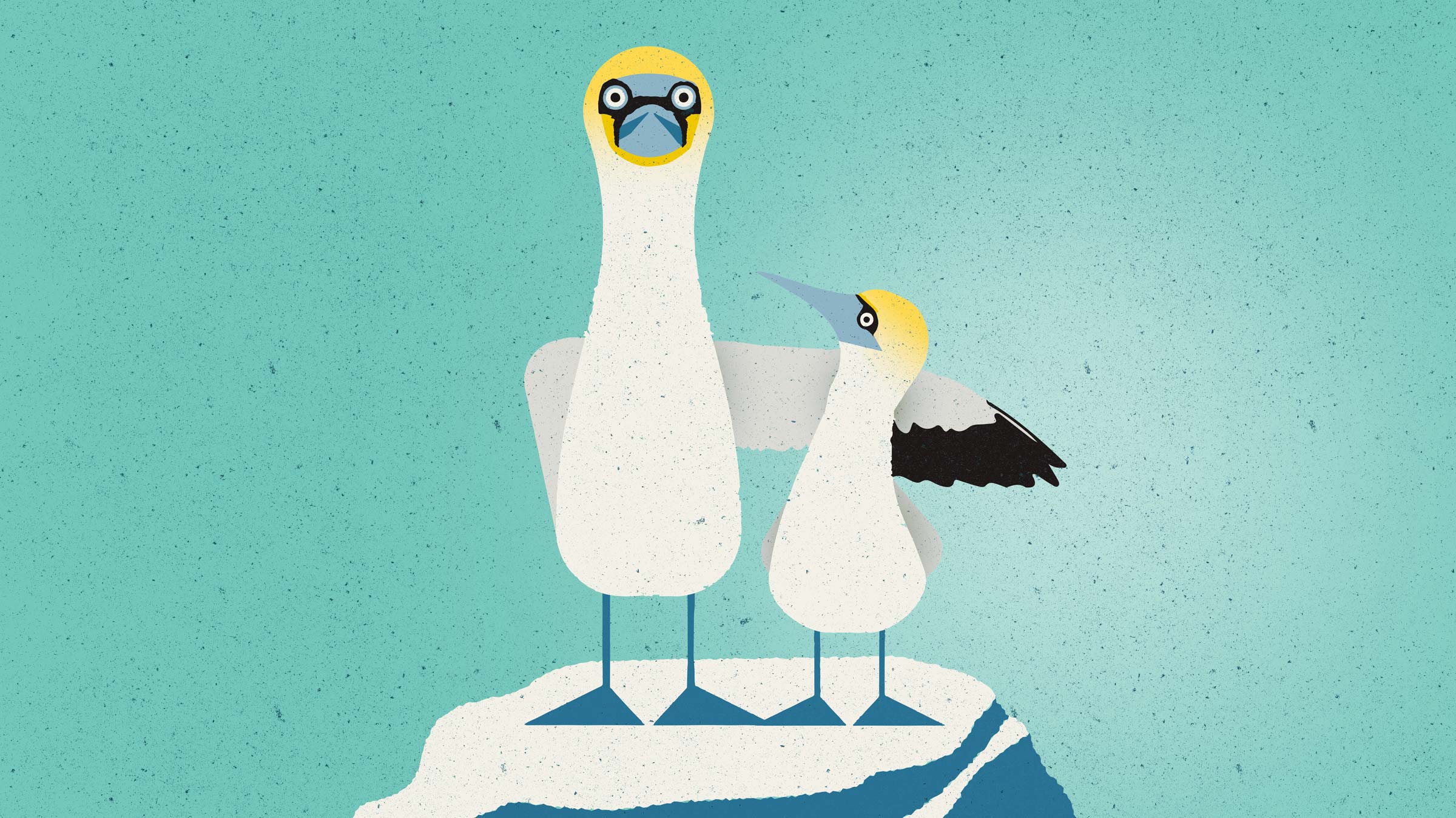 Scottish Seabird Centre membership campaign branding visual identity by Monumentum Brands